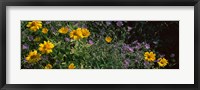 Framed Flowers in a botanical garden, Buffalo And Erie County Botanical Gardens, Buffalo, Erie County, New York State