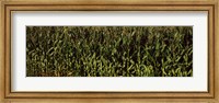 Framed Corn field, New York State