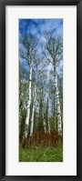 Framed Birch trees in a forest, US Glacier National Park, Montana, USA