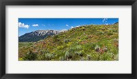 Framed Flowers and whetstone on hillside, Mt Vista, Colorado, USA