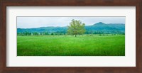 Framed Agricultural field with mountains in the background, Cades Cove, Great Smoky Mountains National Park, Tennessee, USA