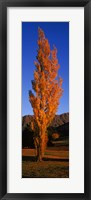 Framed Poplar tree on Golf Course, Queenstown, South Island, New Zealand