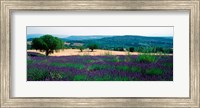 Framed Lavender growing in a  field, Provence-Alpes-Cote d'Azur, France