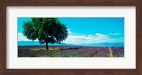 Framed Tree in the middle of a Lavender field, Provence-Alpes-Cote d'Azur, France