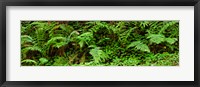 Framed Ferns in front of Redwood trees, Redwood National Park, California, USA