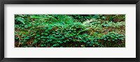 Framed Clover and Ferns on downed Redwood tree, Brown's Creek Trail, Jedediah Smith Redwoods State Park, California, USA