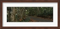 Framed Path passing through a forest, Maui, Hawaii, USA