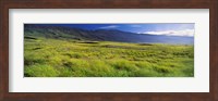 Framed Grassland, Kula, Maui, Hawaii, USA