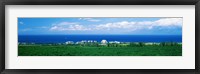 Framed Coffee Field at the oceanside, Maui, Hawaii, USA