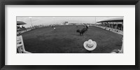 Framed Cowboy riding bull at rodeo arena, Pecos, Texas, USA