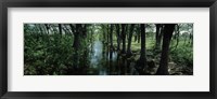 Framed Trees along Blanco River, Texas, USA