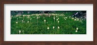 Framed Beargrass (Xerophyllum tenax) on a landscape, US Glacier National Park, Montana