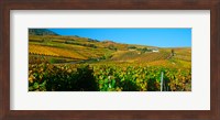 Framed Vineyards in Valais Canton, Switzerland