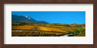 Framed Vineyards in autumn, Valais Canton, Switzerland