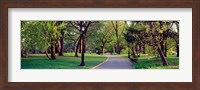 Framed Trees in a public park, Central Park, Manhattan, New York City, New York State, USA