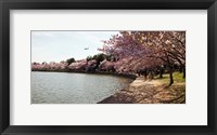 Framed Cherry Blossom trees at Tidal Basin, Washington DC, USA