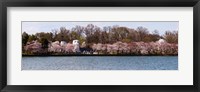 Framed Cherry Blossom trees near Martin Luther King Jr. National Memorial, Washington DC