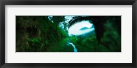 Framed Trail through a rainforest, Cayo District, Belize