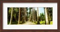 Framed Trees both sides of a garden path, Jardim Botanico, Zona Sul, Rio de Janeiro, Brazil