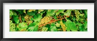 Framed Ripe green grapes on the vine, Quebec, Canada