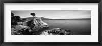 Framed Cypress tree at the coast, The Lone Cypress, 17 mile Drive, Carmel, California (black and white)
