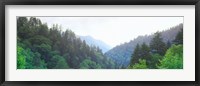 Framed Trees with a mountain range in the background, Great Smoky Mountains National Park, Tennessee, USA