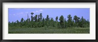 Framed Trees in a field, Suwannee Canal Recreation Area, Okefenokee National Wildlife Refug, Georgia, USA