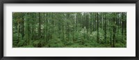 Framed Flowering Dogwood (Cornus florida) trees in a forest, Alaska, USA