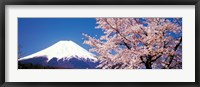 Framed Mt Fuji Cherry Blossoms Yamanashi Japan