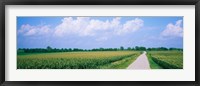 Framed Road along corn fields, Jo Daviess County, Illinois, USA