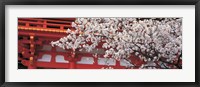 Framed Cherry Blossom Kamigamo Shrine Kyoto Japan