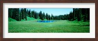 Framed Trees in a forest, Lakes, Alaska, USA