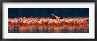 Framed Lesser flamingos in a lake, Lake Nakuru, Lake Nakuru National Park, Kenya