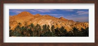 Framed Palm trees in front of mountains, Chebika, Tunisia