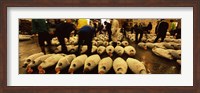 Framed People examining tuna in a fish auction, Tsukiji Fish Market, Tsukiji, Tokyo Prefecture, Kanto Region, Honshu, Japan