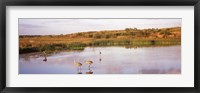 Framed Sandhill cranes (Grus canadensis) in a pond at a celery field, Sarasota, Sarasota County, Florida