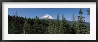 Framed Trees in a forest with mountain in the background, Mt Hood National Forest, Hood River County, Oregon, USA