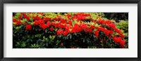 Framed Red Rhododendrons, Shore Acres State Park, Coos Bay, Oregon