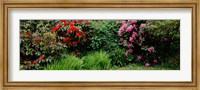 Framed Rhododendrons plants in a garden, Shore Acres State Park, Coos Bay, Oregon