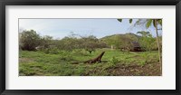 Framed Komodo Dragon (Varanus komodoensis) in a field, Rinca Island, Indonesia