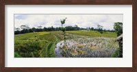 Framed Farmers working in a rice field, Bali, Indonesia