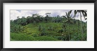 Framed Terraced rice field, Bali, Indonesia