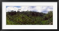 Framed Terraced rice field and Palm Trees, Flores Island, Indonesia