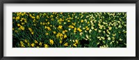 Framed Daffodils in Green Park, City of Westminster, London, England