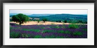 Framed Lavender growing in a  field, Provence-Alpes-Cote d'Azur, France