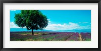 Framed Tree in the middle of a Lavender field, Provence-Alpes-Cote d'Azur, France
