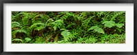 Framed Ferns in front of Redwood trees, Redwood National Park, California, USA