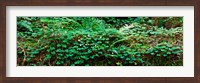 Framed Clover and Ferns on downed Redwood tree, Brown's Creek Trail, Jedediah Smith Redwoods State Park, California, USA