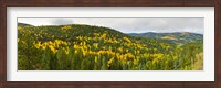 Framed Aspen hillside in autumn, Sangre De Cristo Mountains, Angel Fire, New Mexico, USA