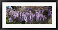 Framed Wisteria flowers in bloom, Sonoma, California, USA